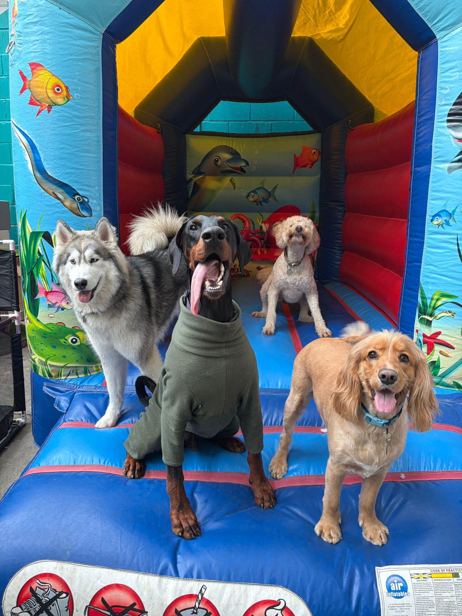 Doggy Day Care in Bolton & Manchester | Paws & Play