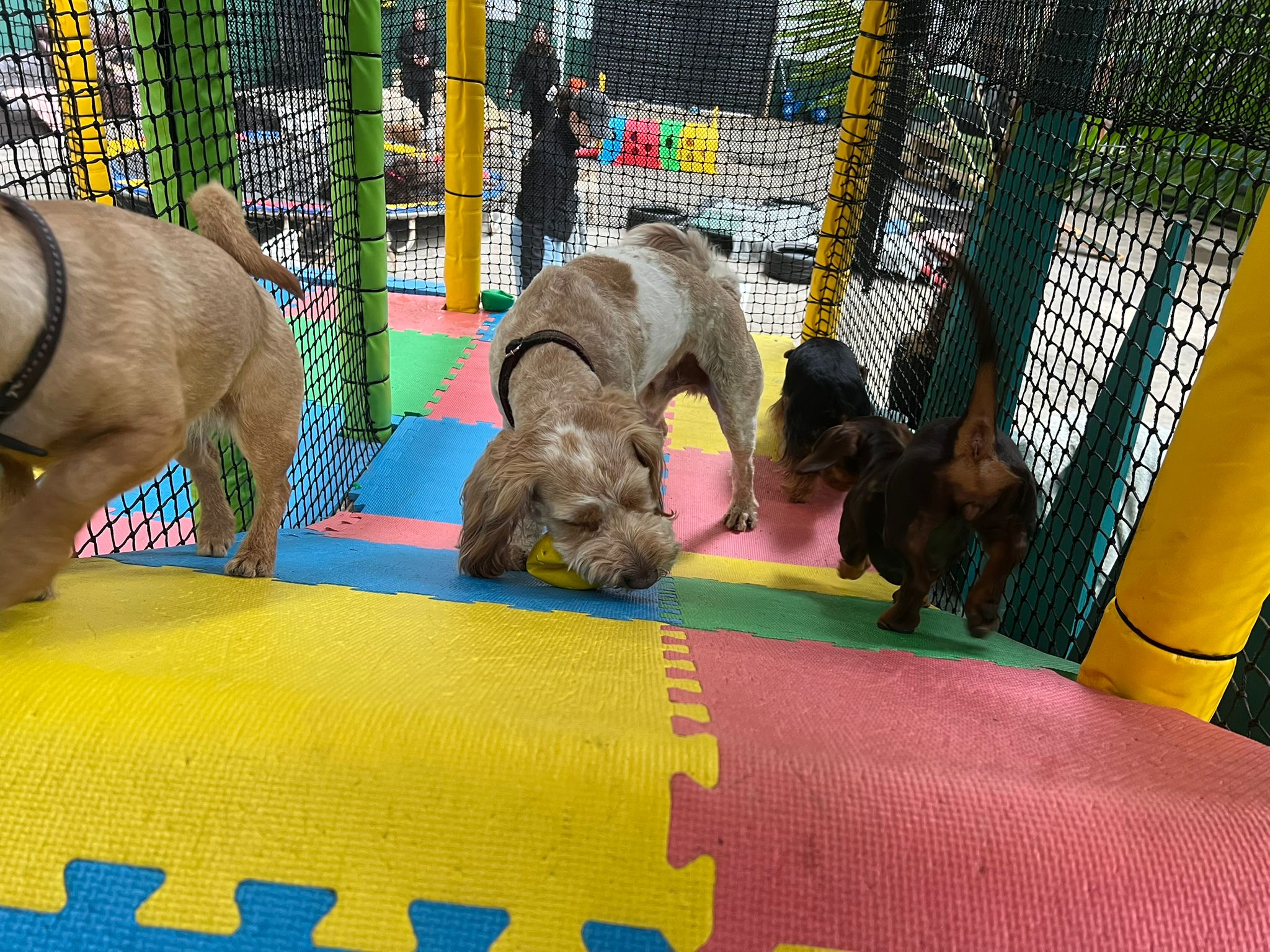 Doggy Day Care in Bolton & Manchester | Paws & Play